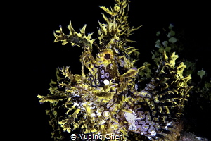 Scorpionfish/Ambon,Canon 5D MarkIII, 100mm macro Lens, In... by Yuping Chen 